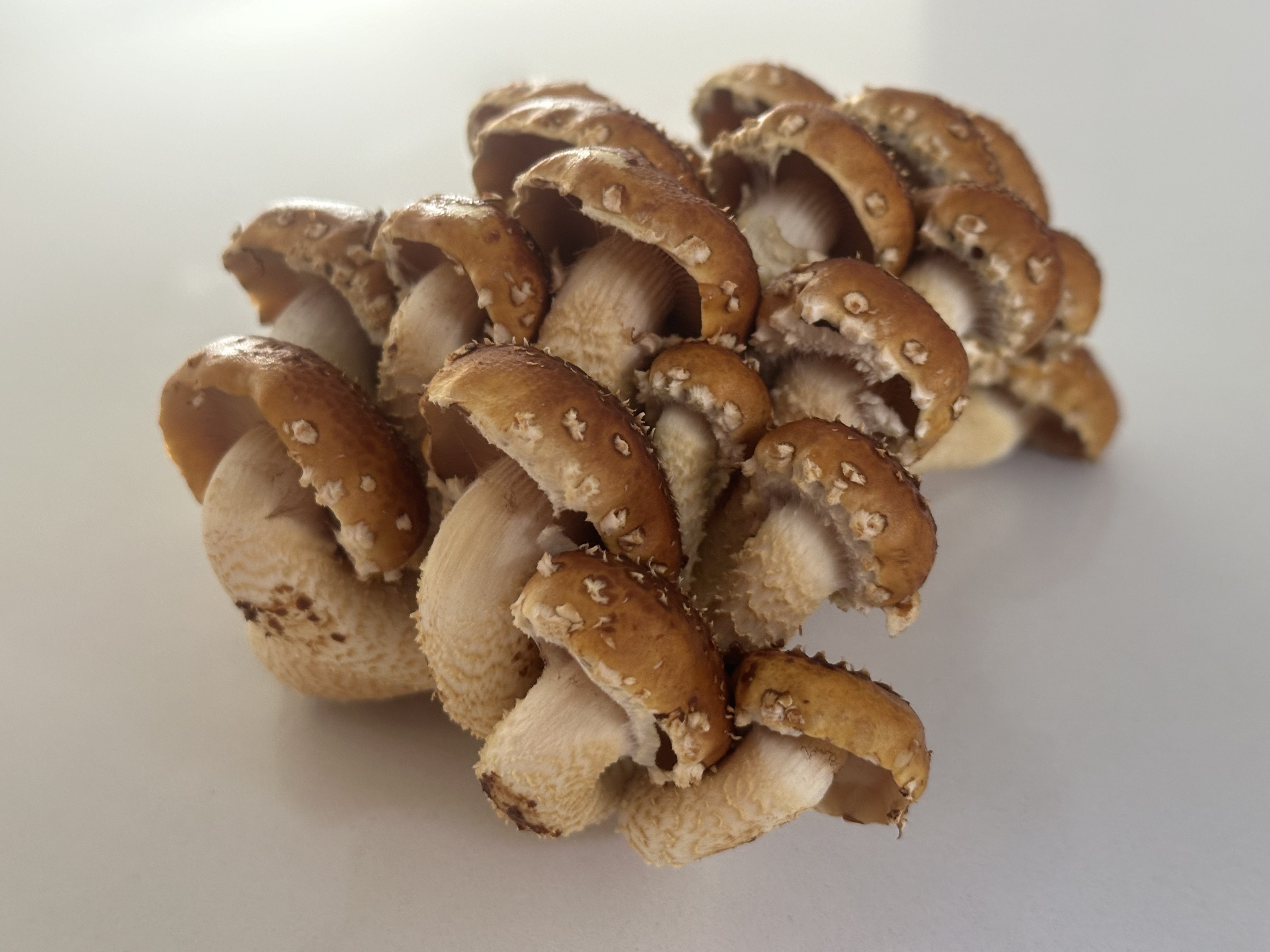 Chestnut mushrooms — scaly caramel caps