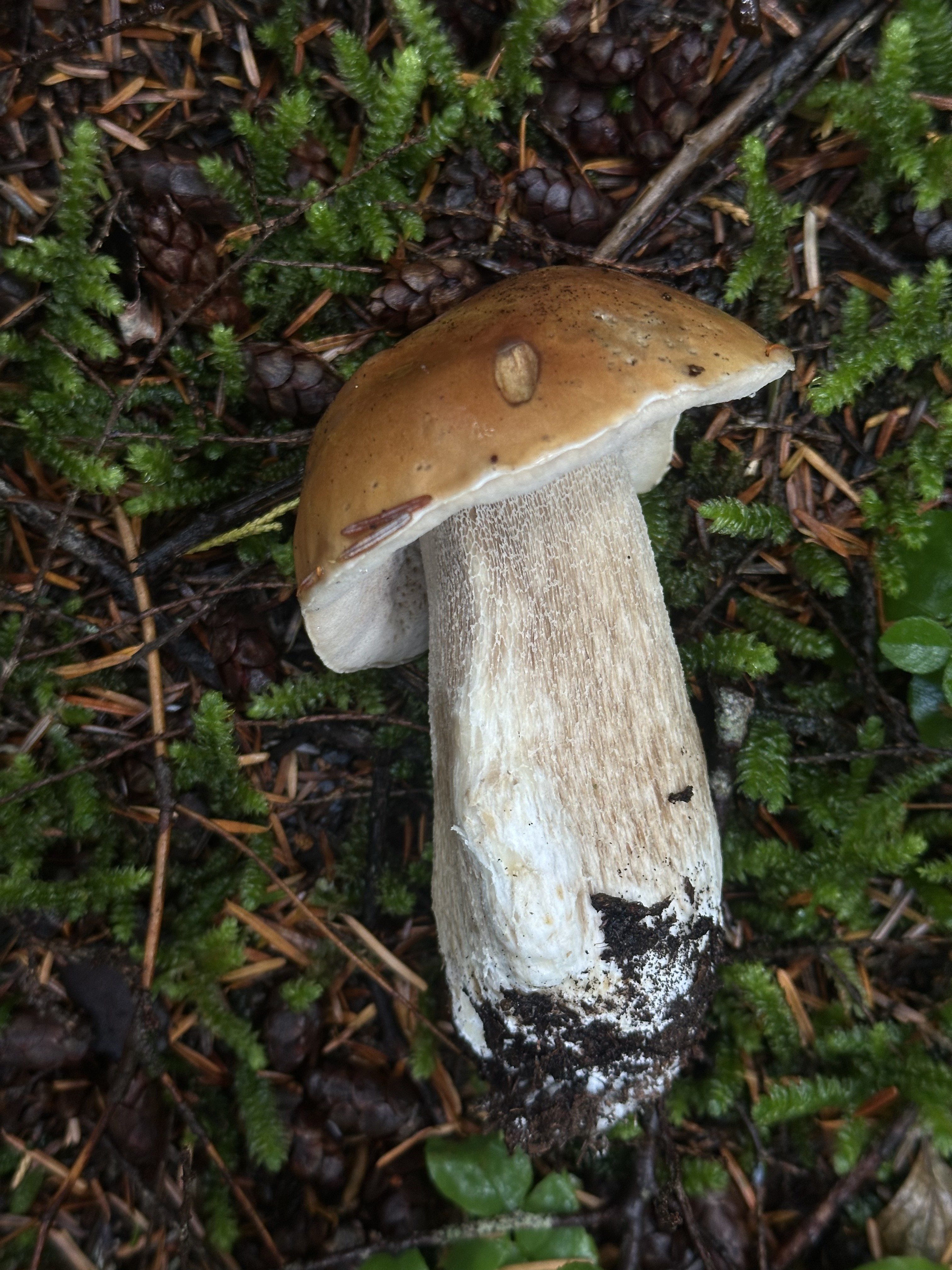 A single porcini mushroom in pine duff
