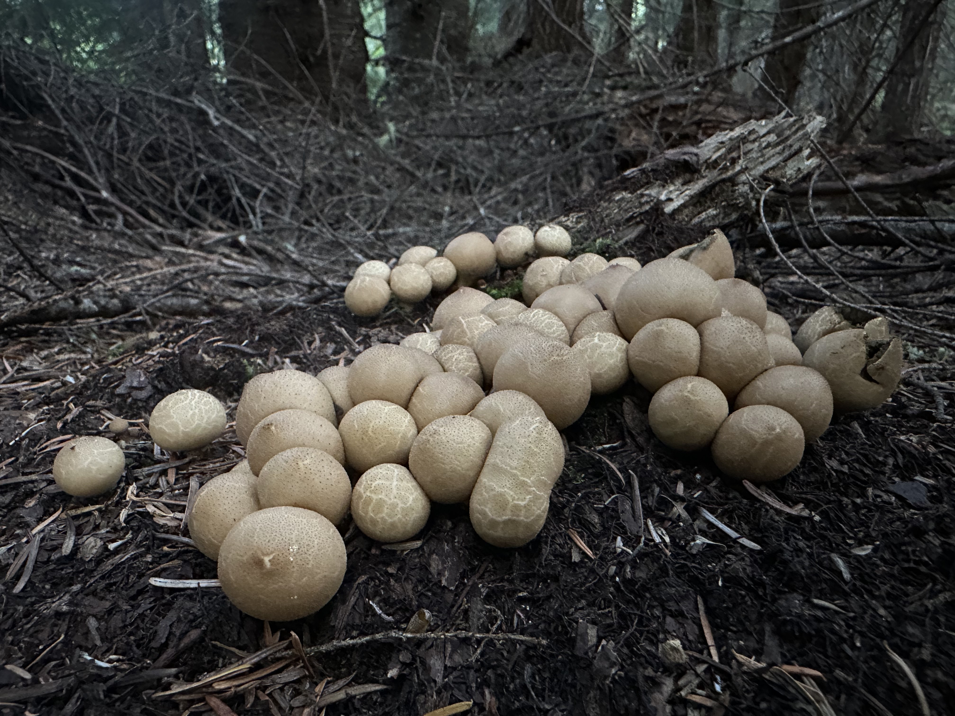 Cluster of white puffball mushrooms on the forest floor