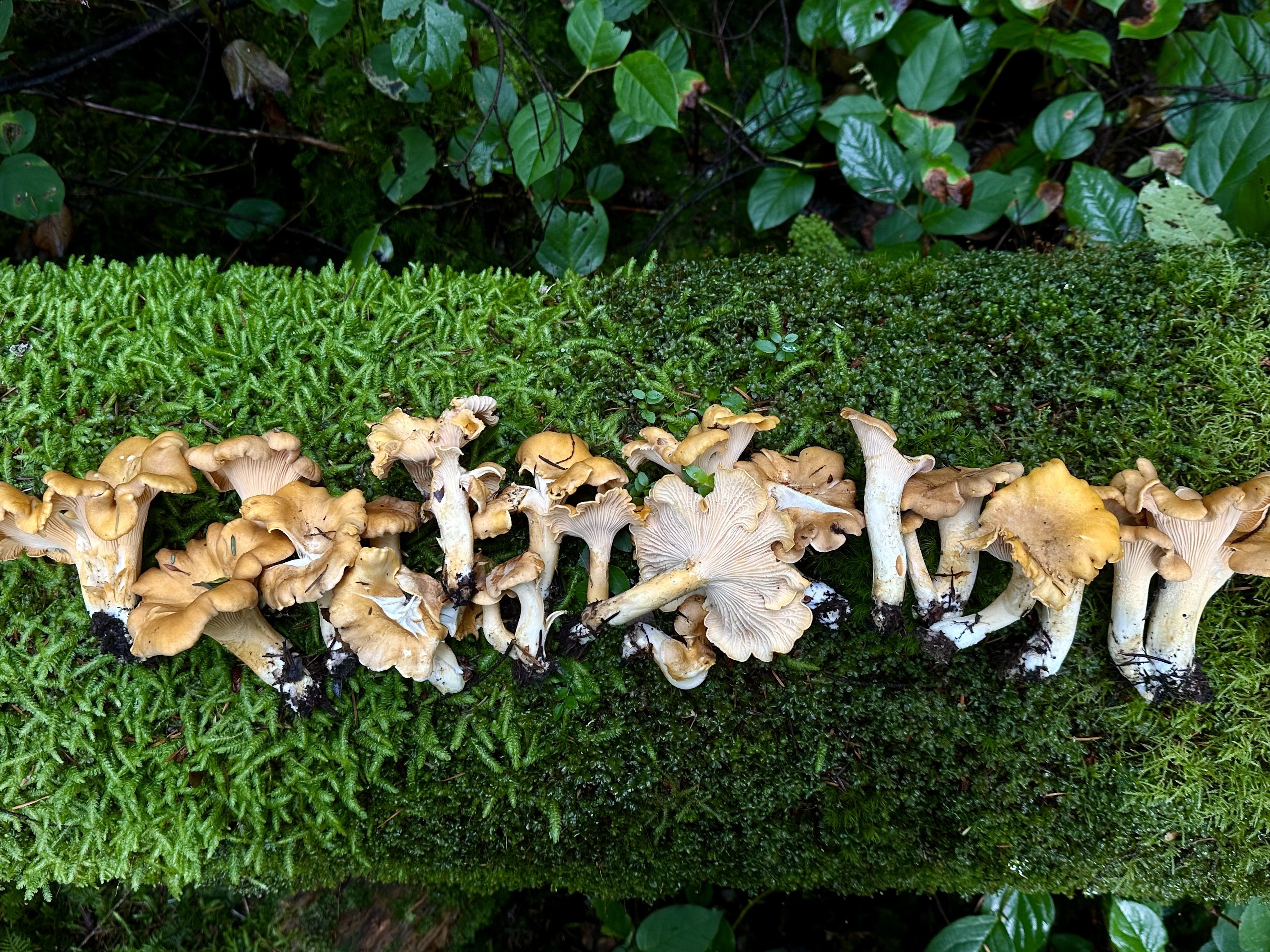 A row of golden chanterelle mushrooms on a mossy log