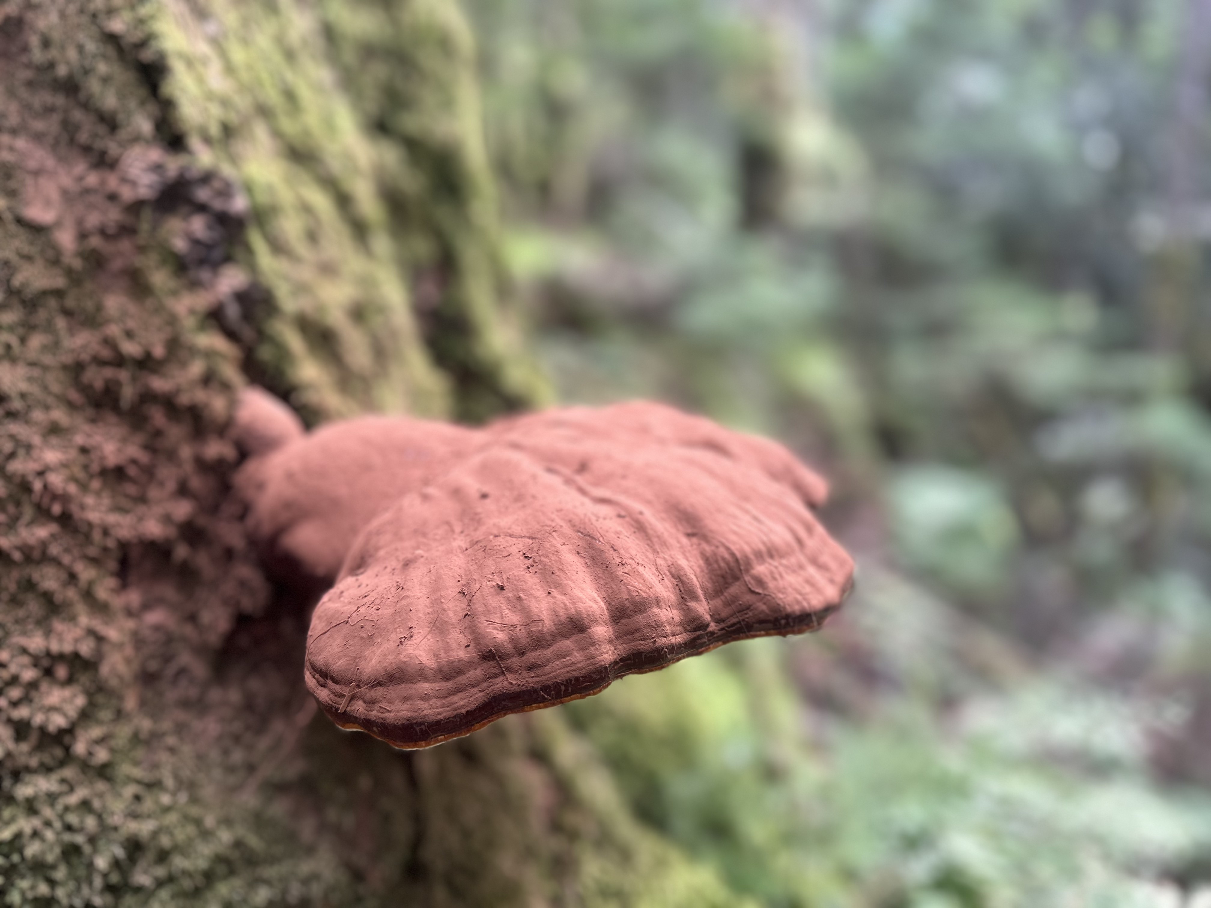 A large West Coast reishi shelf mushroom on a mossy tree trunk