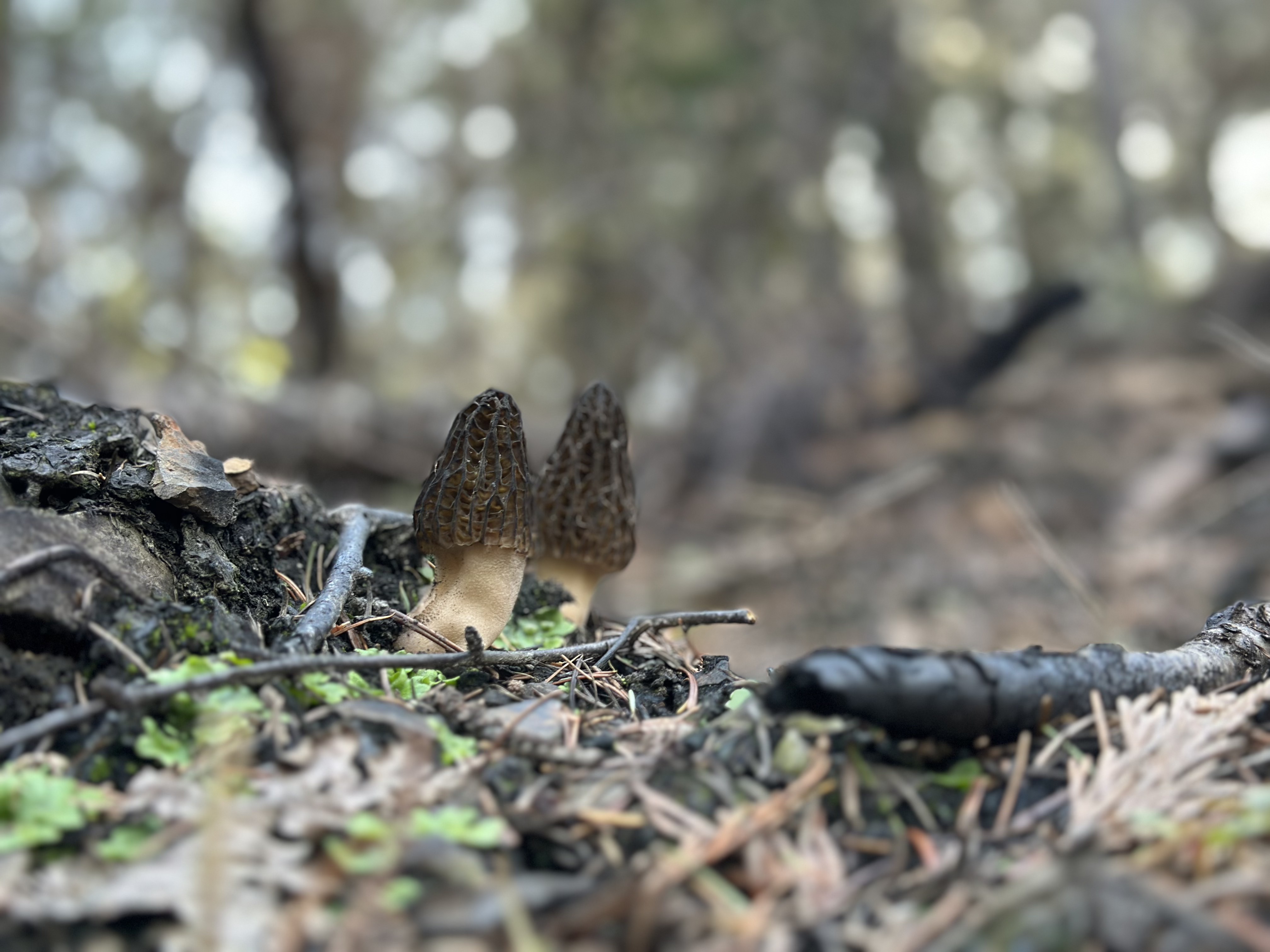 A pair of morel mushrooms with honeycomb caps
