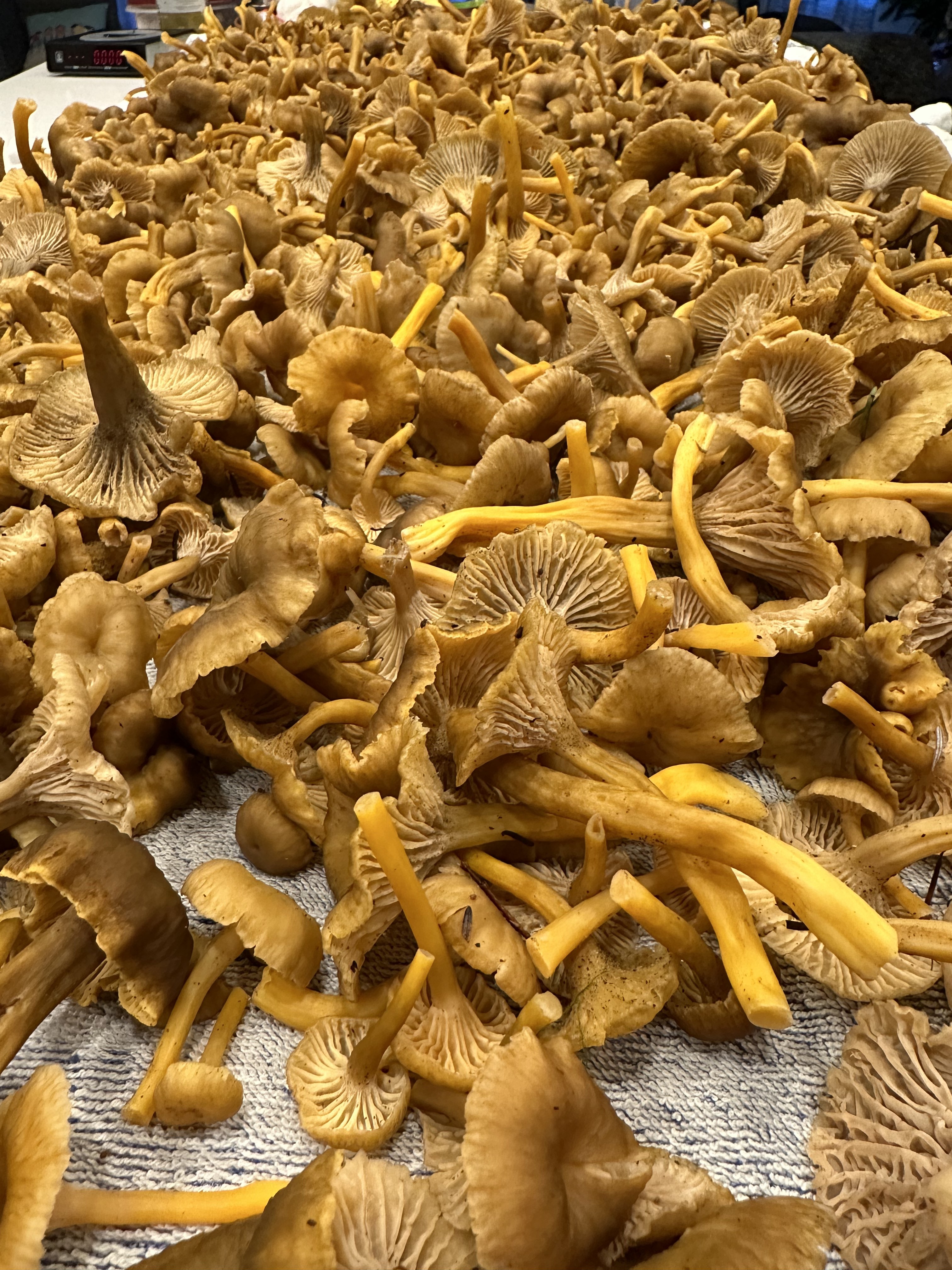 Pile of fresh-foraged yellowfoot chanterelles with their distinctive yellow hollow stems