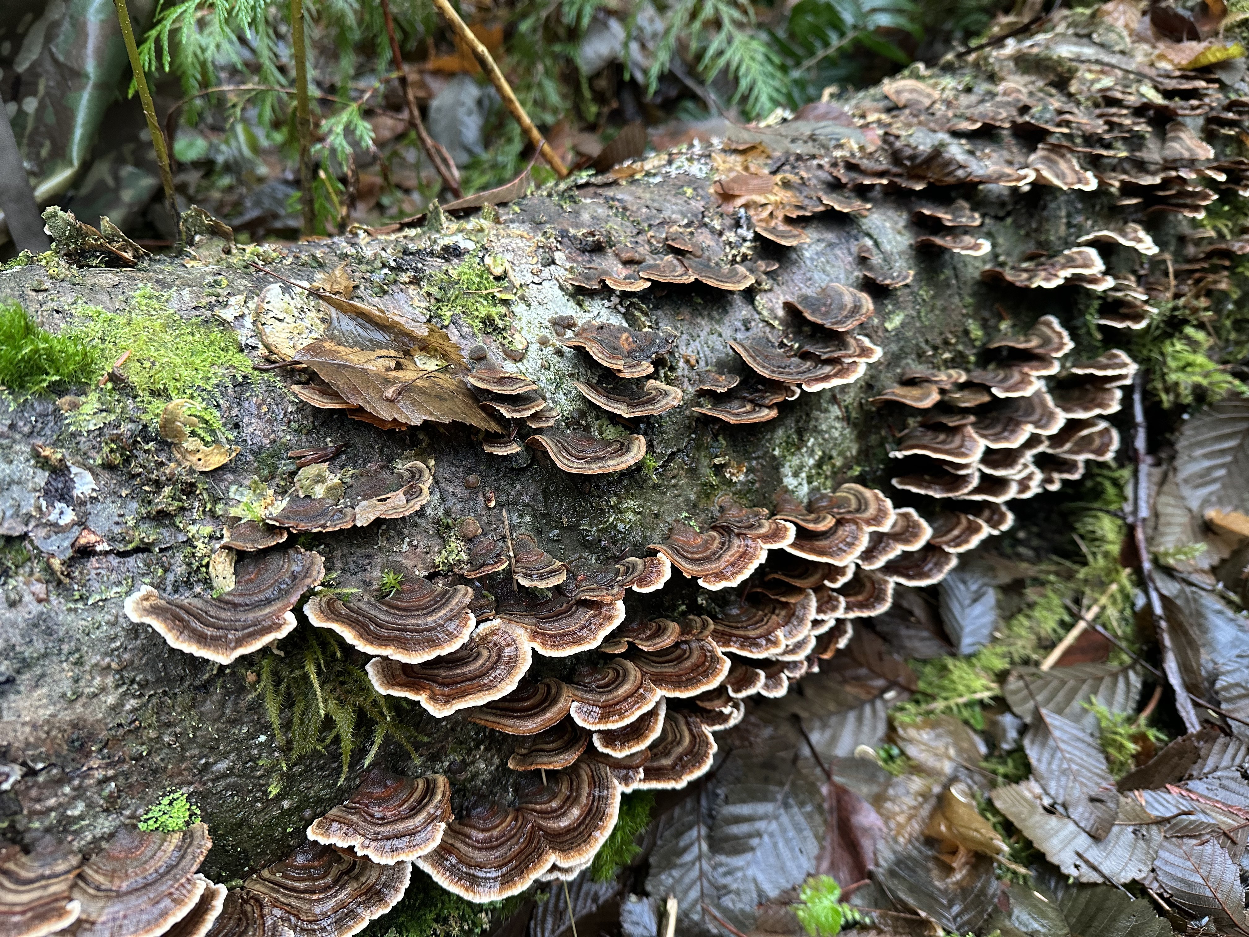 Turkey tail mushrooms with concentric banded fans on a mossy log
