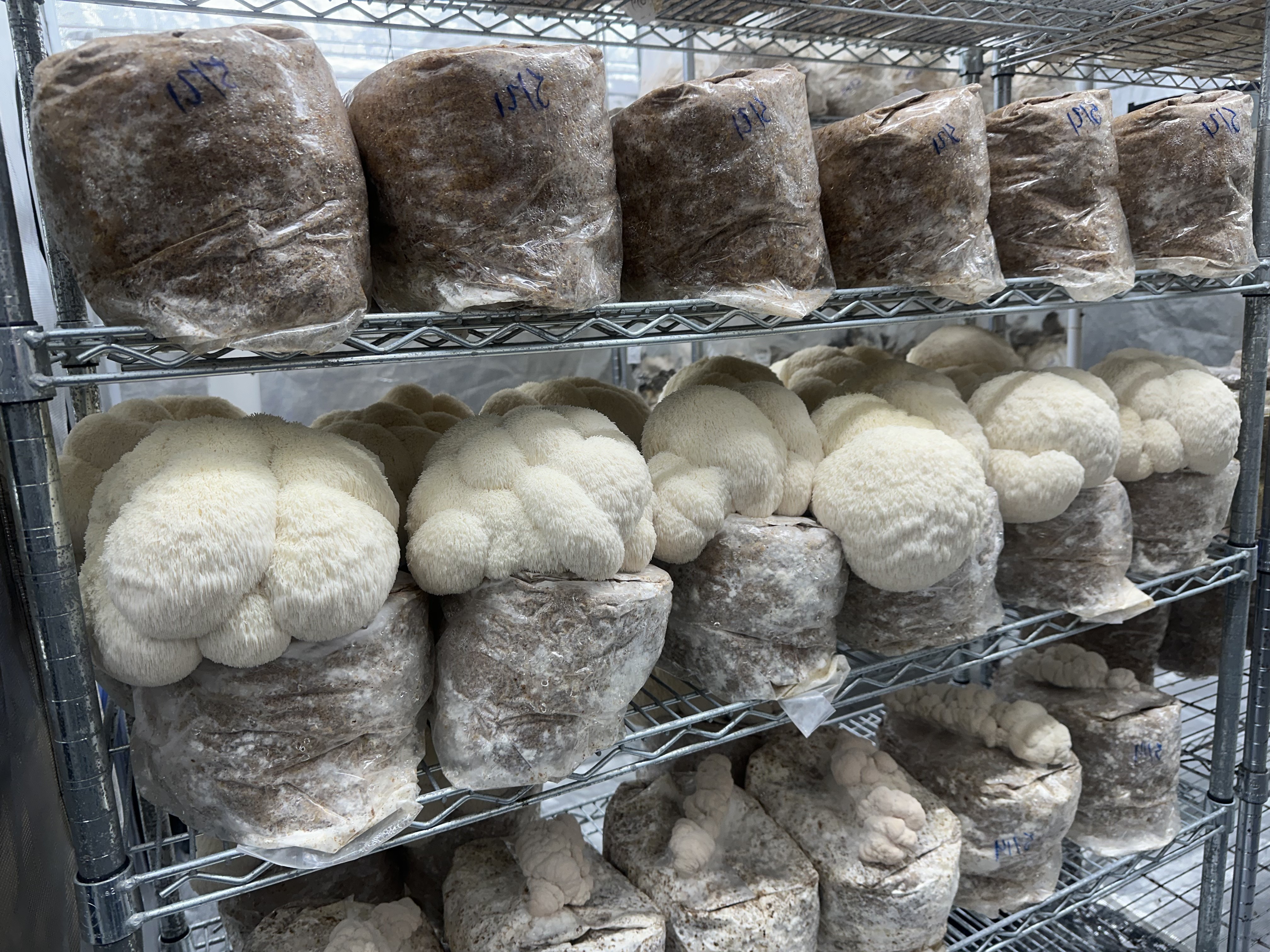 Shelves of Lion's Mane blocks fruiting in the grow tent