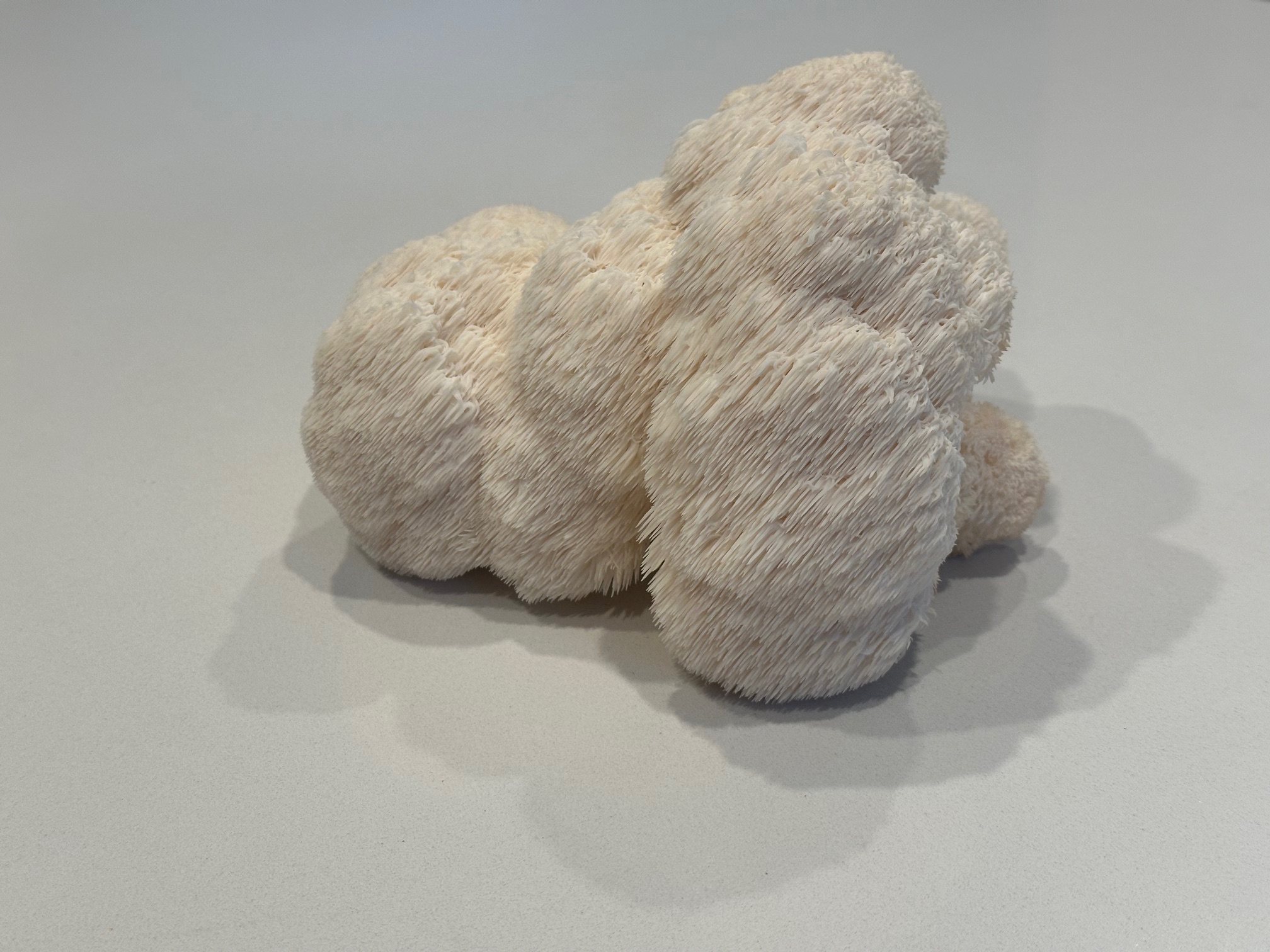 Single Lion's Mane mushroom specimen