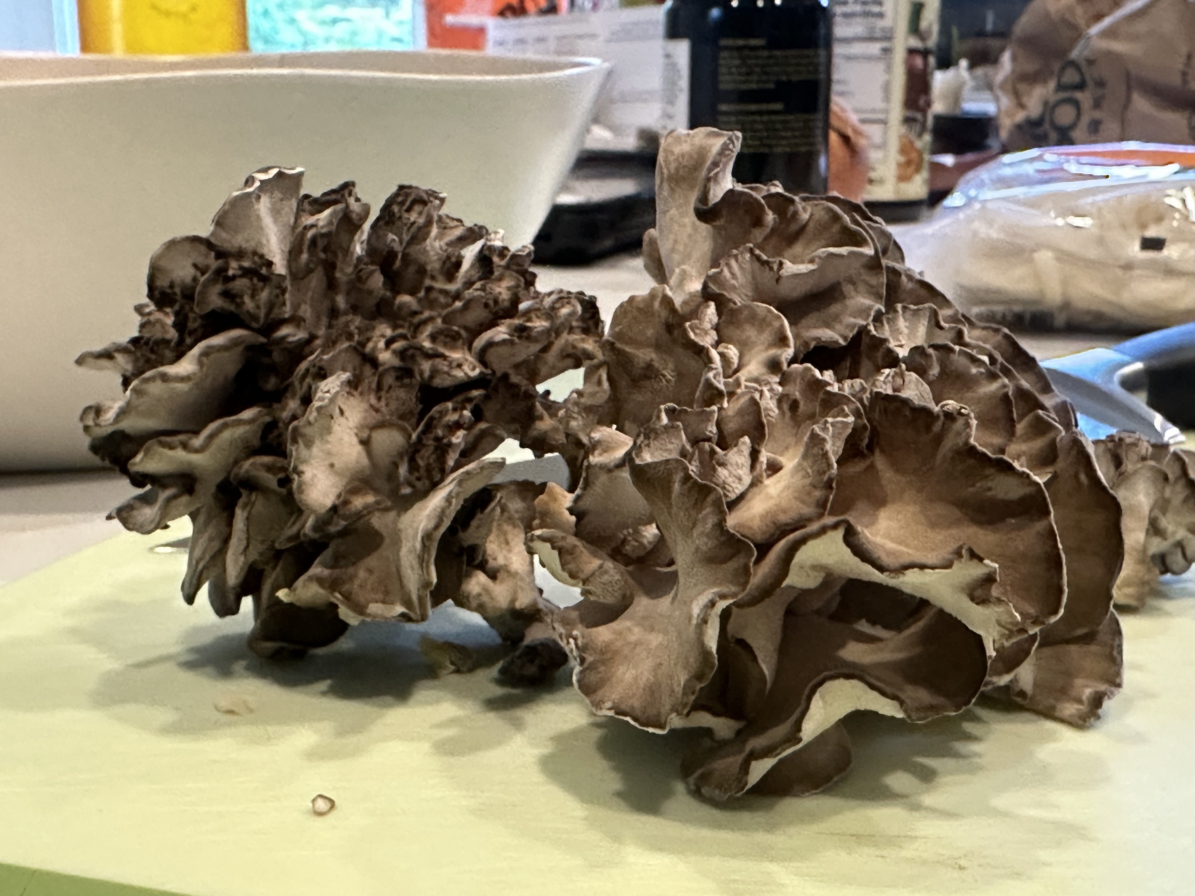 Hen of the Woods (Maitake) — layered fronds