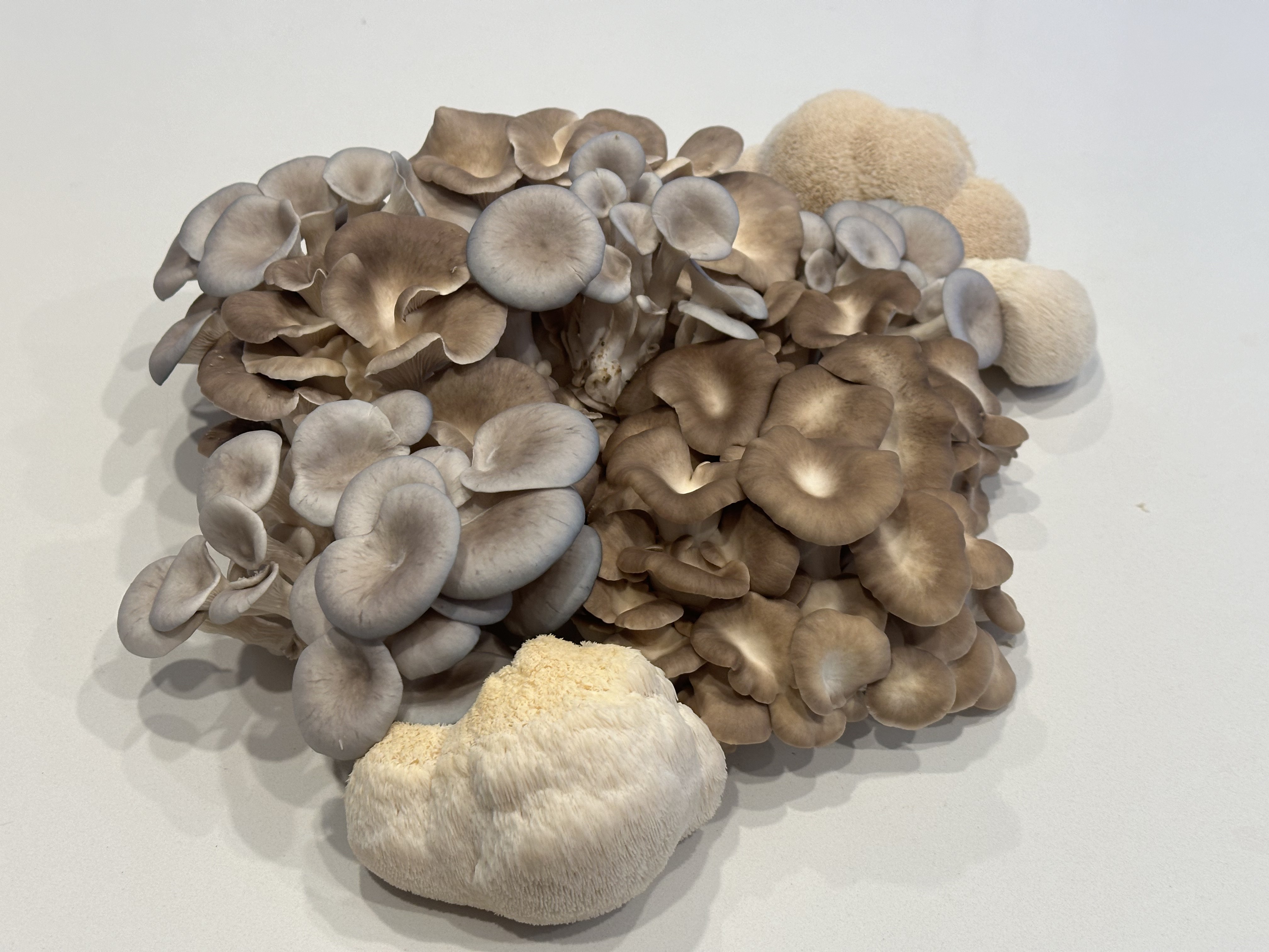 Mixed mushroom cluster of blue oysters, brown oysters, and lion's mane on a pale surface