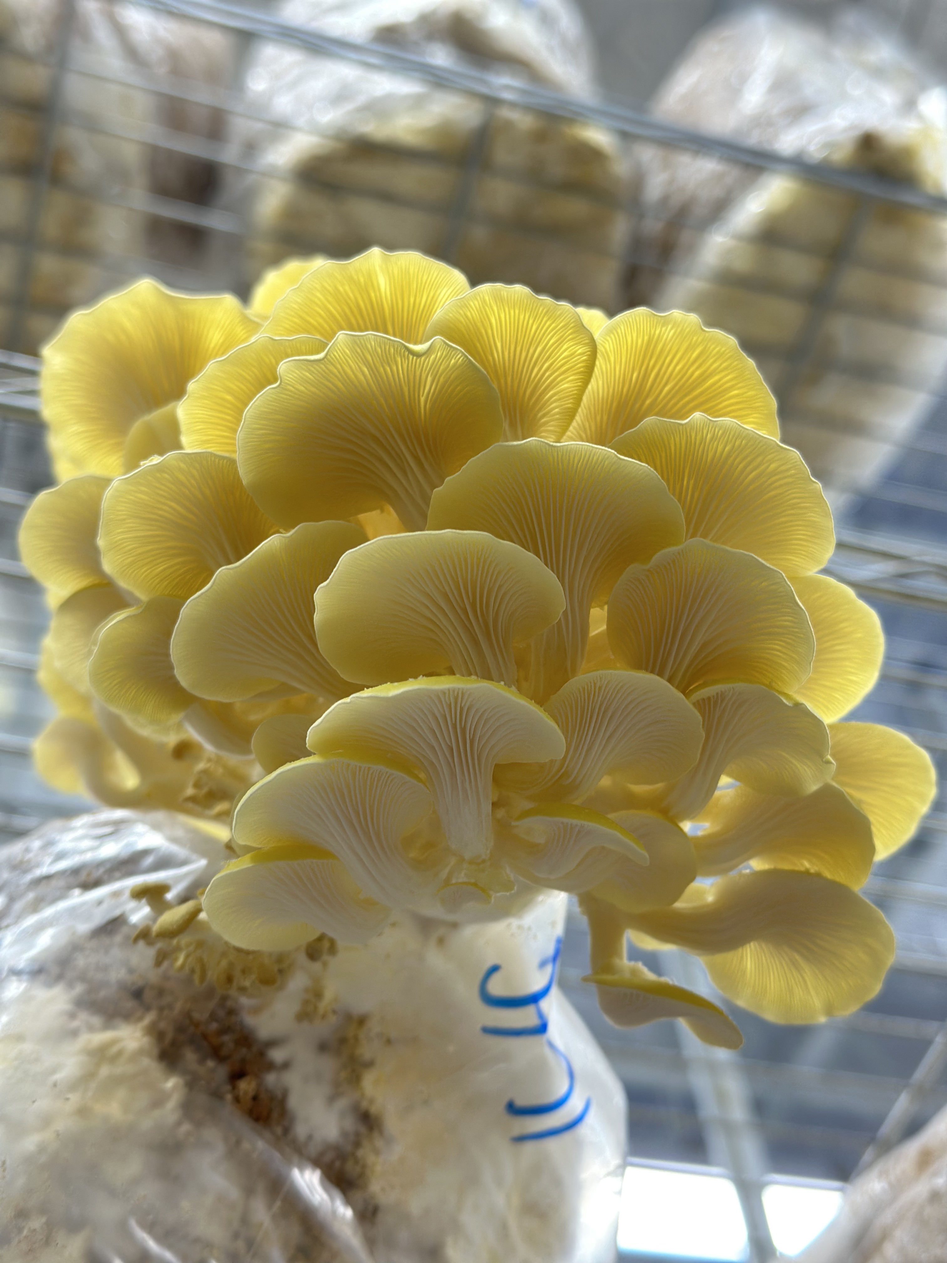 Yellow Oyster mushroom cluster — bright lemon caps