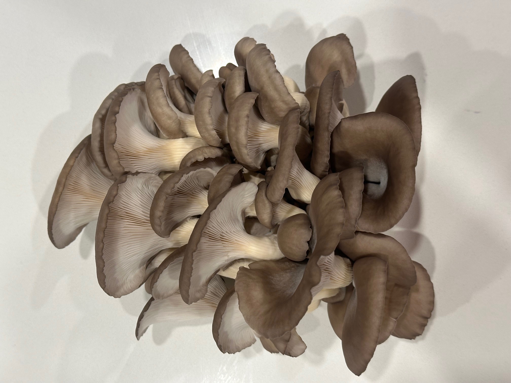 Fresh oyster mushrooms — placeholder for king oyster cluster